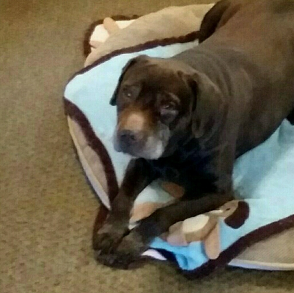 Meet your Posher, Donna